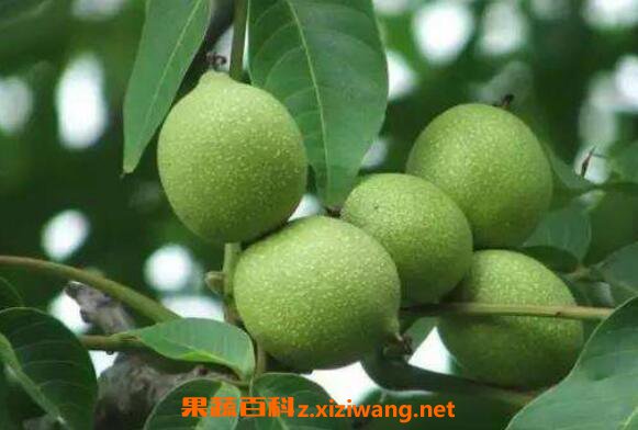 ��Ƥ������ô�� ��Ƥ������ô����