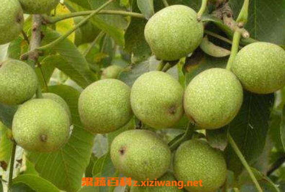 青皮核桃皮的作用与功效
