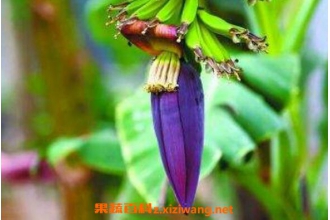 �㽶����ô�� �㽶����ô���ó�