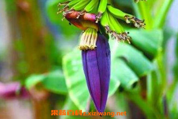 �㽶����ô�� �㽶����ô���ó�