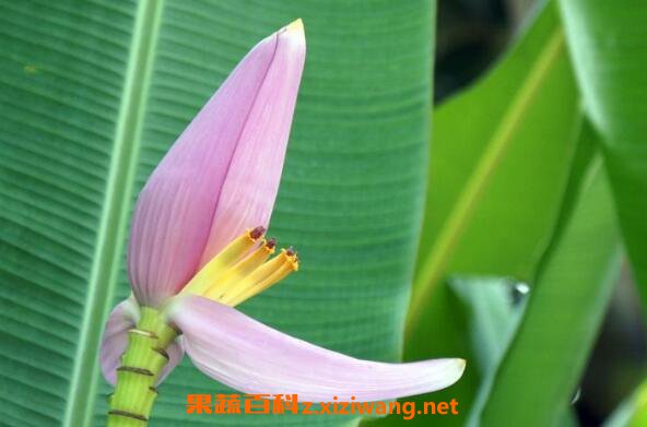 �㽶����ô�� �㽶����ô���ó�