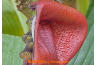 �㽶���Ĺ�Ч������ �㽶��ʲô�˽���