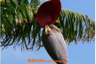 �㽶����ô���� �㽶����ô�Ը�����