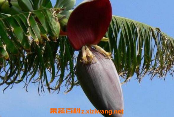 �㽶����ô���� �㽶����ô�Ը�����