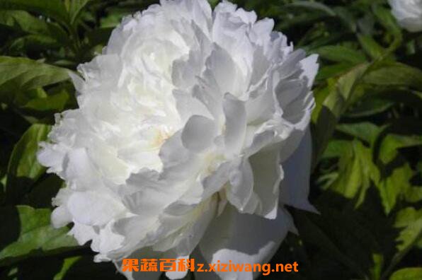 ����ҩ�Ĺ�Ч�����ü�ҩ�ü�ֵ