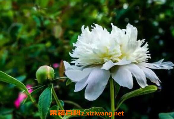 ����ҩ�Ĺ�Ч�����ü�ҩ�ü�ֵ