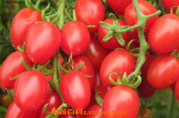 ʥŮ���Ĺ�Ч������ ʥŮ����ô��