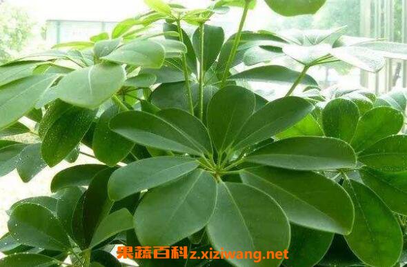 ��Ҷ����ô�� ��Ҷ������ֳ��������