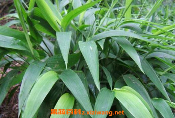 ����Ҷ�Ĺ�Ч������ ����Ҷ��Ӫ����ֵ