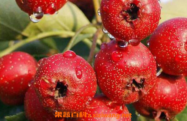 ɽ髵Ĺ�Ч������ ɽ髵�Ӫ����ֵ