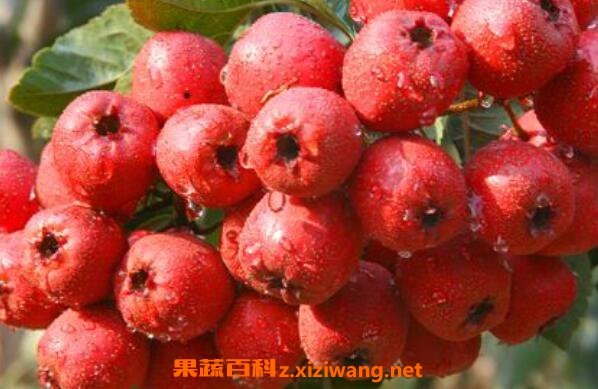 ɽ髵Ĺ�Ч������ ɽ髵�Ӫ����ֵ