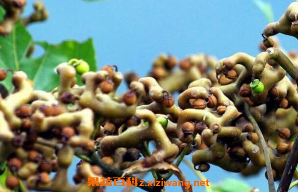 ��צ��Ĺ�Ч������ ��צ����ô��