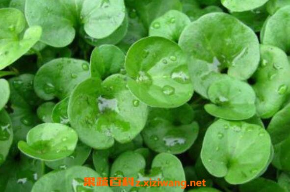 金钱草的功效与作用 金钱草的药用价值
