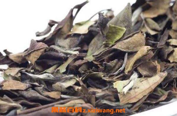 老白茶的功效与作用及药用价值