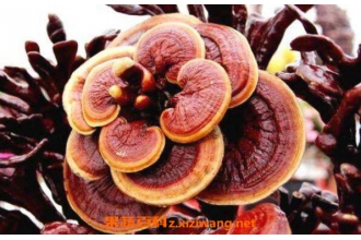 ��֥���ʺ�ʲô�˳� ��֥��ˮ�ȵ��ߴ����