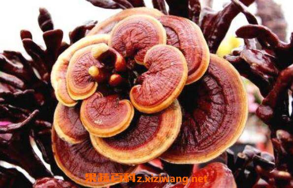 ��֥���ʺ�ʲô�˳� ��֥��ˮ�ȵ��ߴ����
