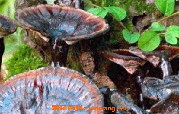 ��֥���ʺ�ʲô�˳� ��֥��ˮ�ȵ��ߴ����
