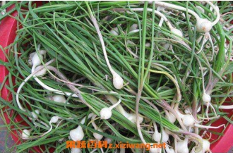 ޯ�׵Ĺ�Ч������ ޯ�׵�ҩ�ü�ֵ