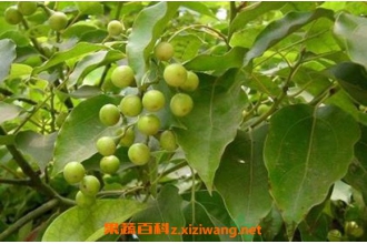 ���ԵĹ�Ч������ ���Եĸ�����