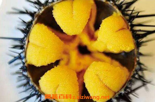 ������Ӫ����ֵ �Ժ����ĺô��빦Ч