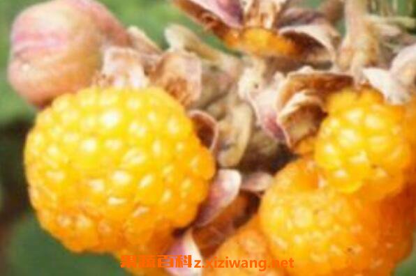 ����÷���Ĺ�Ч�����ü�ҩ�ü�ֵ