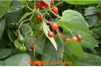 ��Ӣ�Ĺ�Ч������ ��Ӣ��ҩ�ü�ֵ