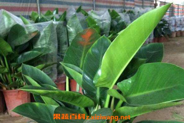 ������Ҷֲ������Щ �ʺ��ڼ���ֳ�Ĺ�Ҷֲ�����