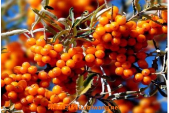 Ұ��ɳ�����Ĺ�Ч������ ��Ұ��ɳ�����ĺô���