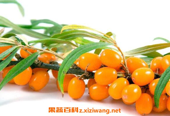 Ů�Գ�ɳ���������빦Ч