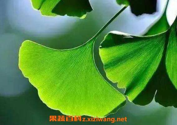 ����ҶƬ�Ĺ�Ч�����ü�ҩ�ü�ֵ