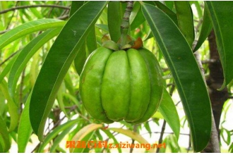�ٻƹ��Ĺ�Ч������ ���ٻƹ��ĺô�