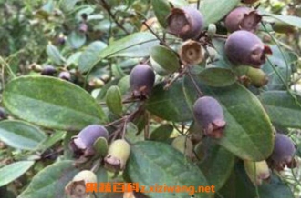 �����ӵ����ú͹�Ч �����ӵ�ҩ�ü�ֵ