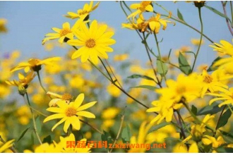 �շ���ʲô��Ч������ �Ծշ۵ĺô�