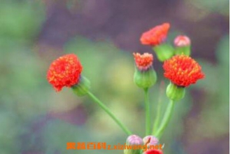 һ���Ĺ�Ч������ һ����ʳ�ý���