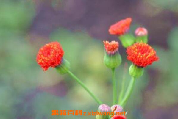 һ���Ĺ�Ч������ һ����ʳ�ý���