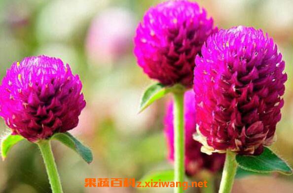 ǧ�պ�Ĺ�Ч������ ǧ�պ���ˮ�ȵĽ���
