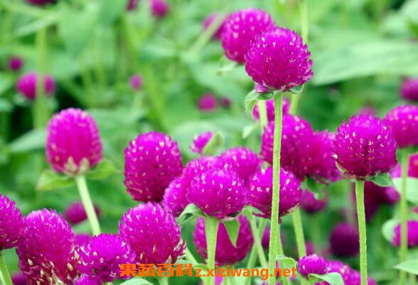 ǧ�պ�Ĺ�Ч������ ǧ�պ���ˮ�ȵĽ���