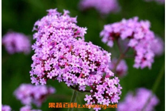 ��Ҷ���޲������ֲ ��Ҷ���޲���ֲ����