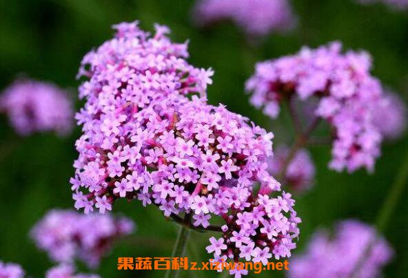 ��Ҷ���޲������ֲ ��Ҷ���޲���ֲ����