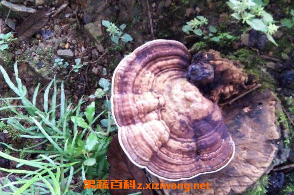 Ұ����֥�Ĺ�Ч������ Ұ����֥��ô��