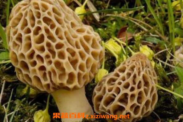Ұ�����Ĺ�Ч������ ��Ұ�����ĺô�