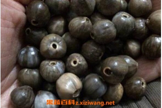 �����ӵĹ�Ч������ �����ӵ�ҩ�ü�ֵ
