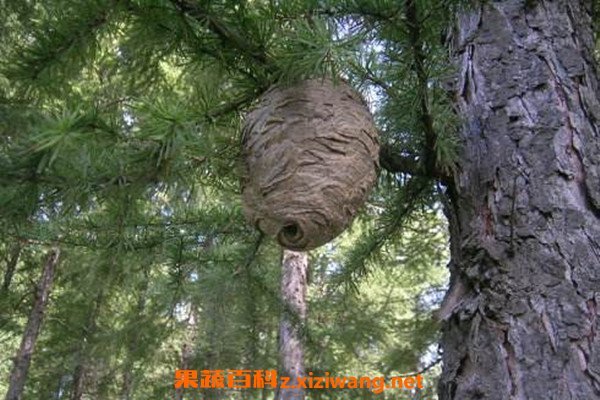 Ұ�䳲