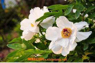 ����ҩ�Ĺ�Ч������ ����ҩ��ҩ�ü�ֵ