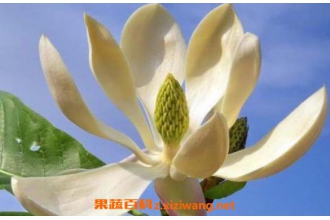 ���ӻ��Ĺ�Ч������ ���ӻ���ʳ�÷���