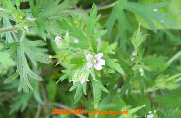 ��Ҷ���ٲݵĹ�Ч������