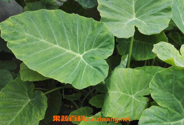 ��Ұ��ͺ��������