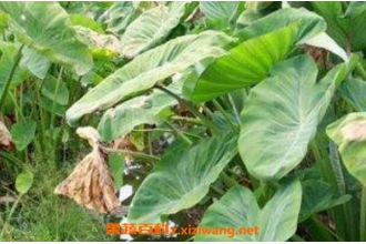 ����Ҷ�Ĺ�Ч������ ����Ҷ��ҩ�ü�ֵ