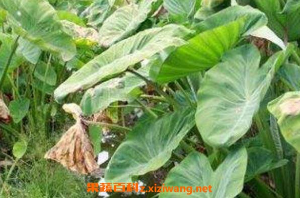 ����Ҷ�Ĺ�Ч������ ����Ҷ��ҩ�ü�ֵ