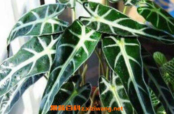 ��Ҷ���������ֳ ��Ҷ�������ֳ����